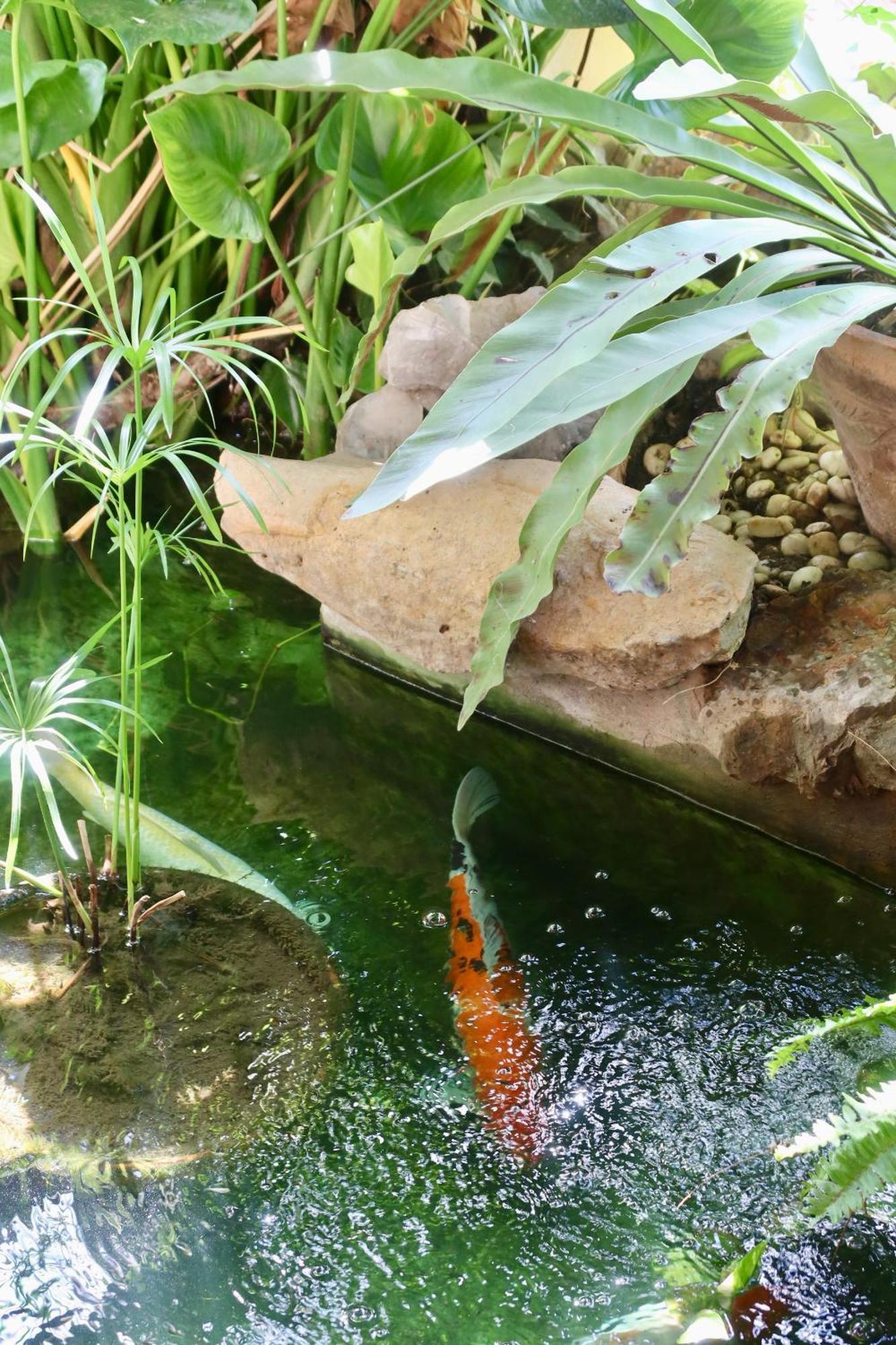 Banjai Garden Guesthouse Τσιάνγκ Μάι Εξωτερικό φωτογραφία